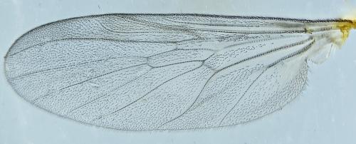 Réf. 276 018 : Sylvicola cinctus